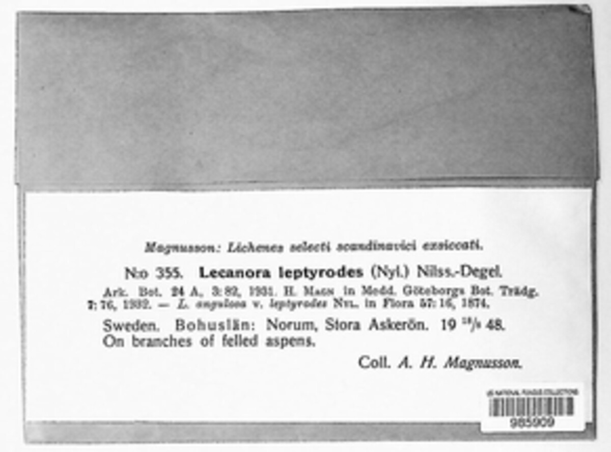 Lecanora leptyrodes image